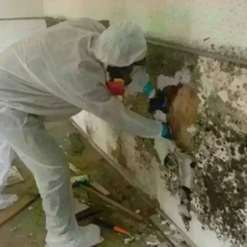 Mold Remediation and Removal in Sorrento, LA